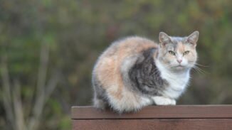 brown, white, and dark grey cat outside on a wooden railing